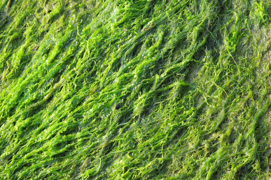 green, algae, close up-2631413.jpg